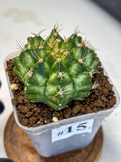 Gymnocalycium T-Lux Neon (gy14) (15) | Collector’s Edition