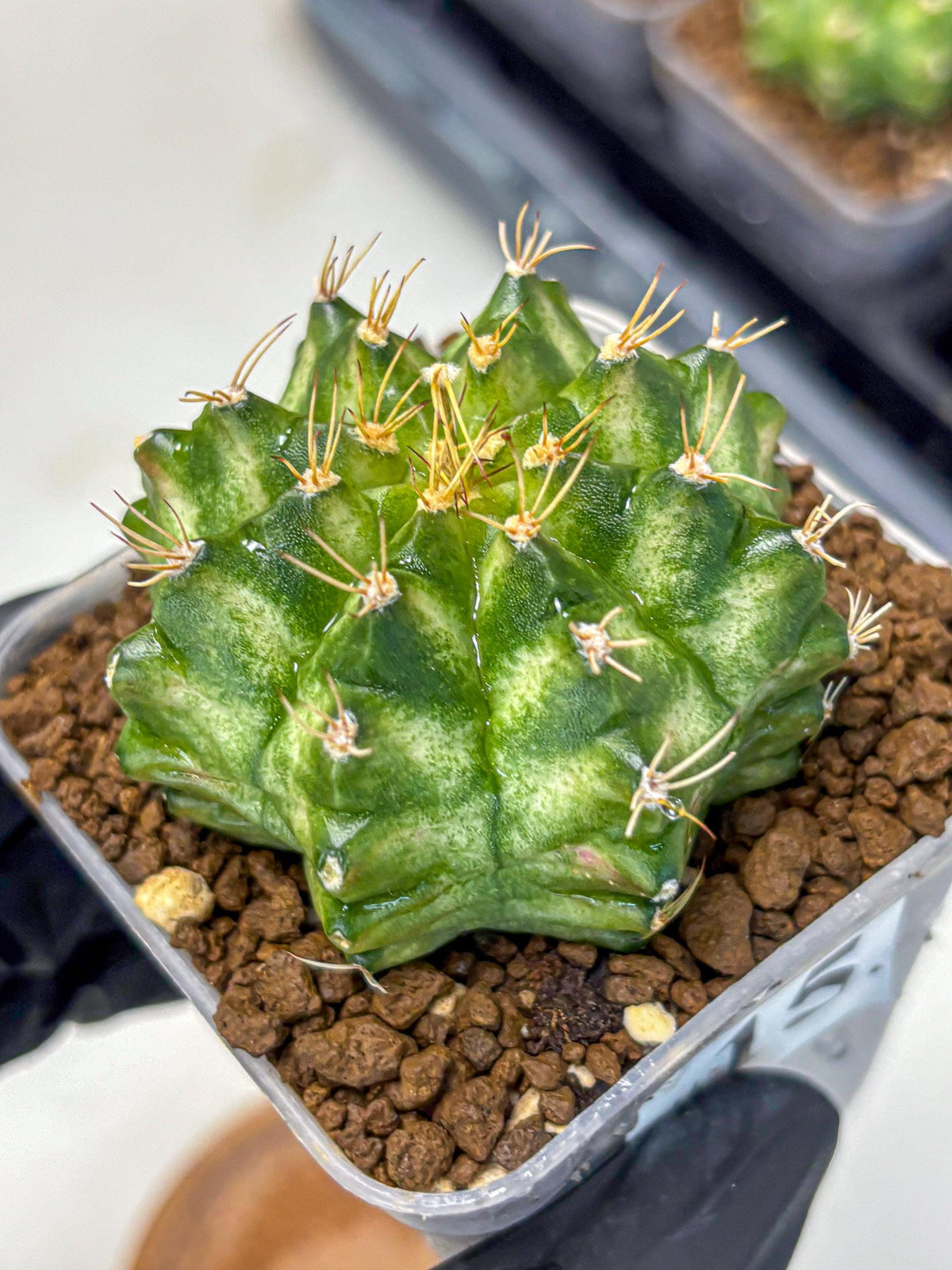 Gymnocalycium T-Lux Neon (gy14) (15) | Collector’s Edition