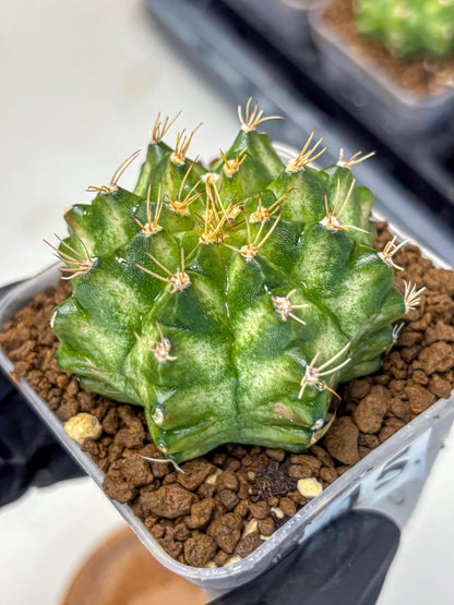 Gymnocalycium T-Lux Neon (gy14) (15) | Collector’s Edition