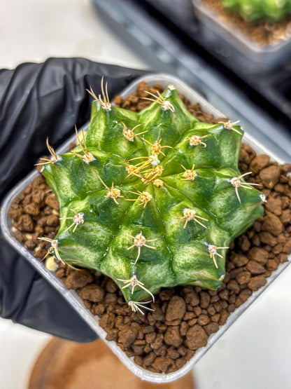Gymnocalycium T-Lux Neon (gy14) (15) | Collector’s Edition