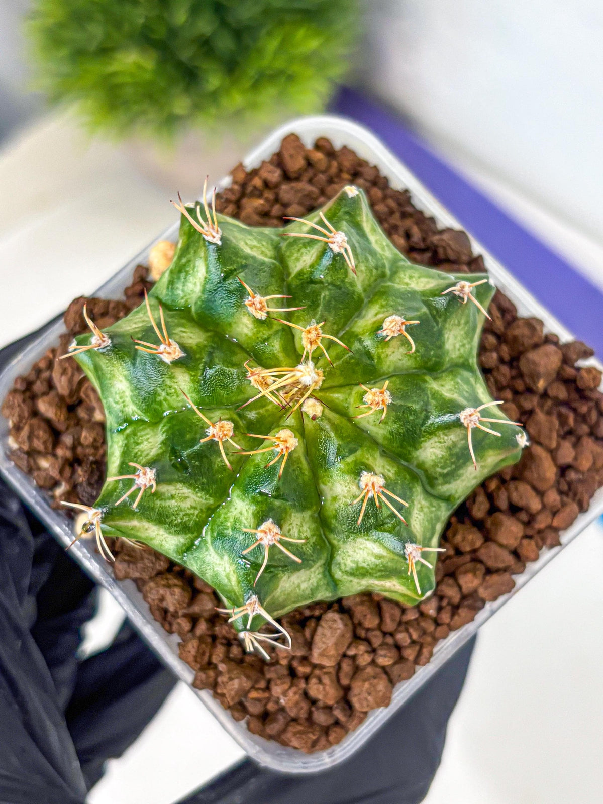 Gymnocalycium T-Lux Neon (gy14) (15) | Collector’s Edition