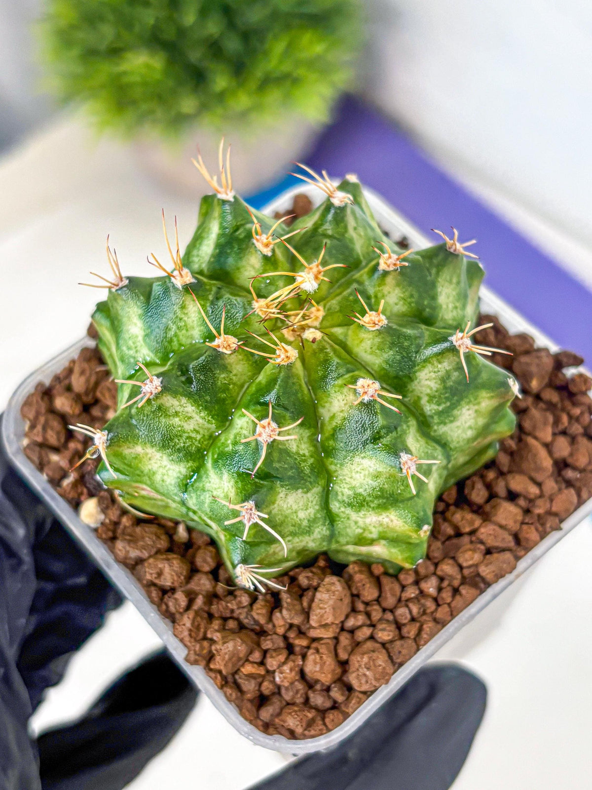 Gymnocalycium T-Lux Neon (gy14) (15) | Collector’s Edition