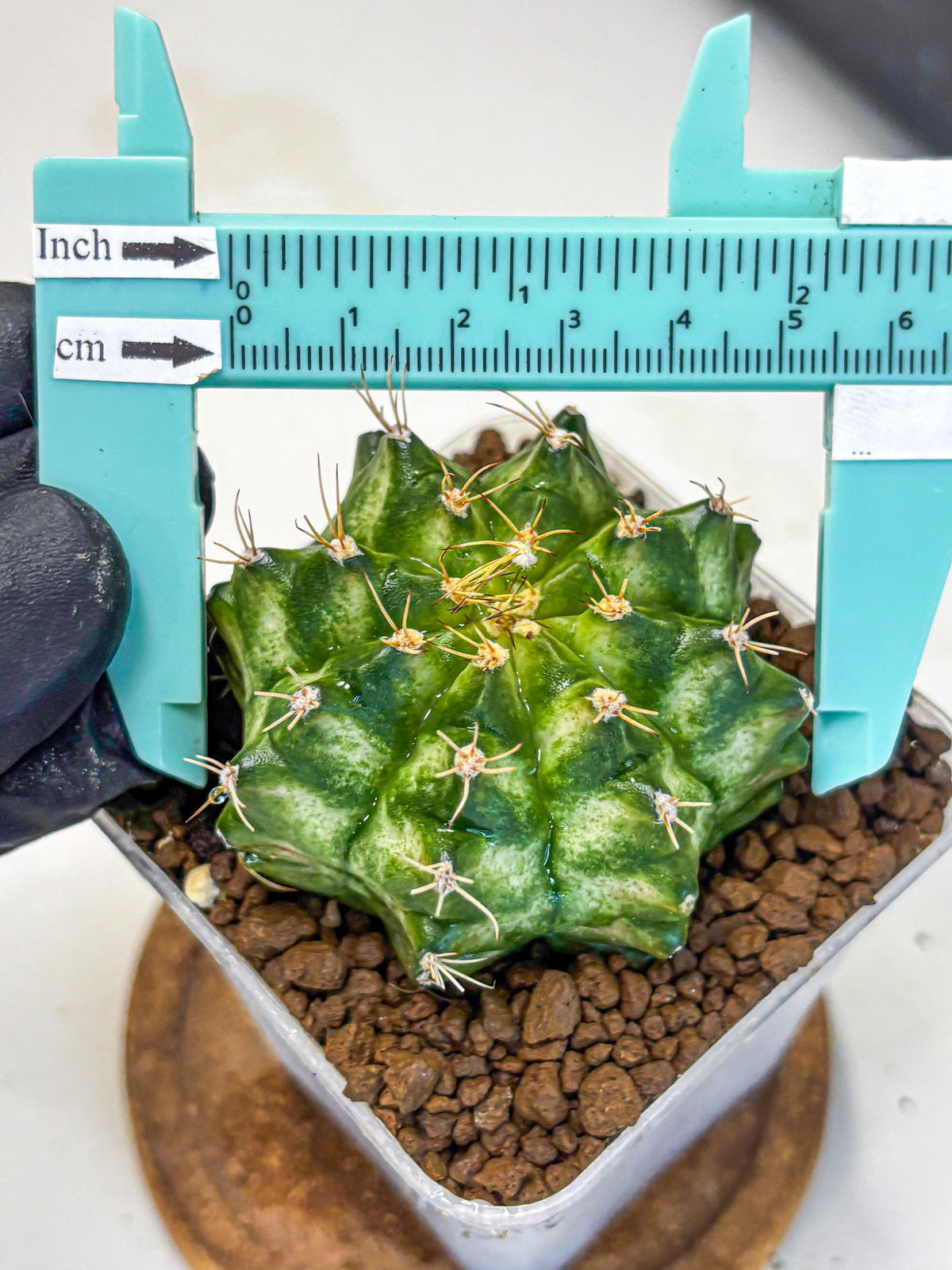 Gymnocalycium T-Lux Neon (gy14) (15) | Collector’s Edition
