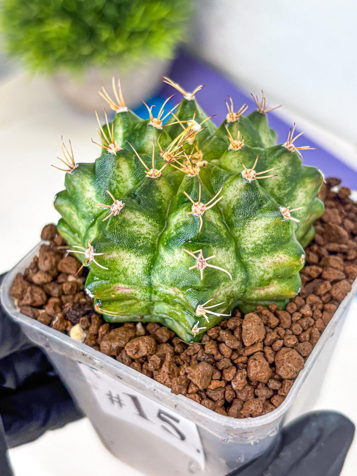 Gymnocalycium T-Lux Neon (gy14) (15) | Collector’s Edition