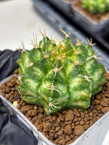 Gymnocalycium T-Lux Neon (gy14) (15) | Collector’s Edition