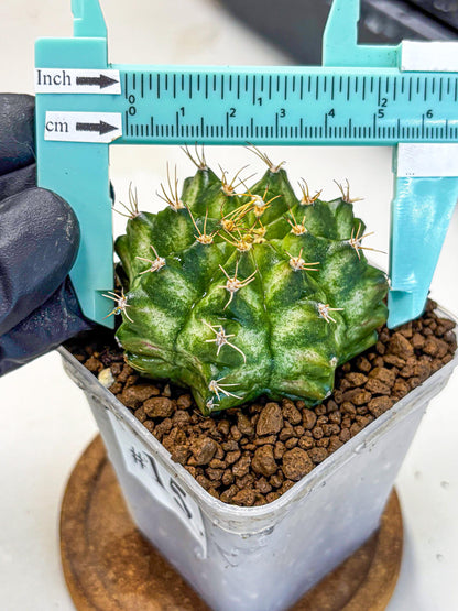Gymnocalycium T-Lux Neon (gy14) (15) | Collector’s Edition
