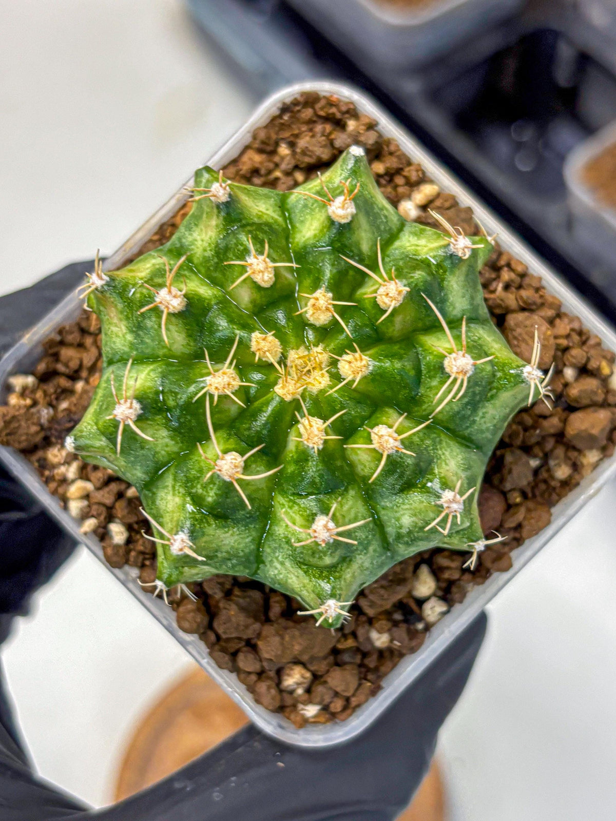 Gymnocalycium T-Lux Neon (gy14) (16) | Collector’s Edition