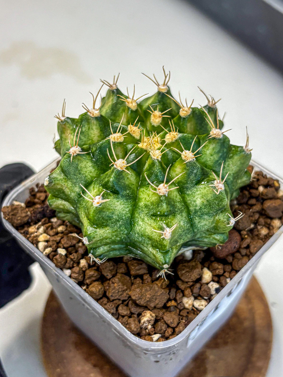 Gymnocalycium T-Lux Neon (gy14) (16) | Collector’s Edition