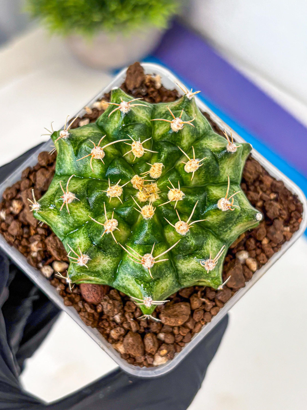 Gymnocalycium T-Lux Neon (gy14) (16) | Collector’s Edition