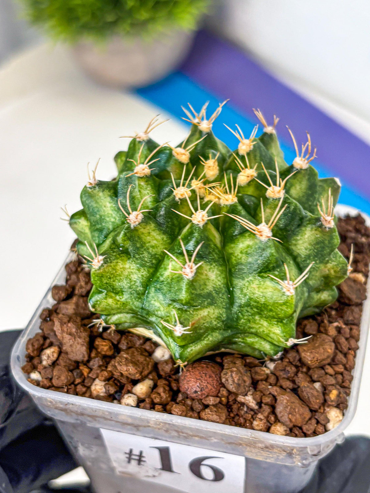 Gymnocalycium T-Lux Neon (gy14) (16) | Collector’s Edition