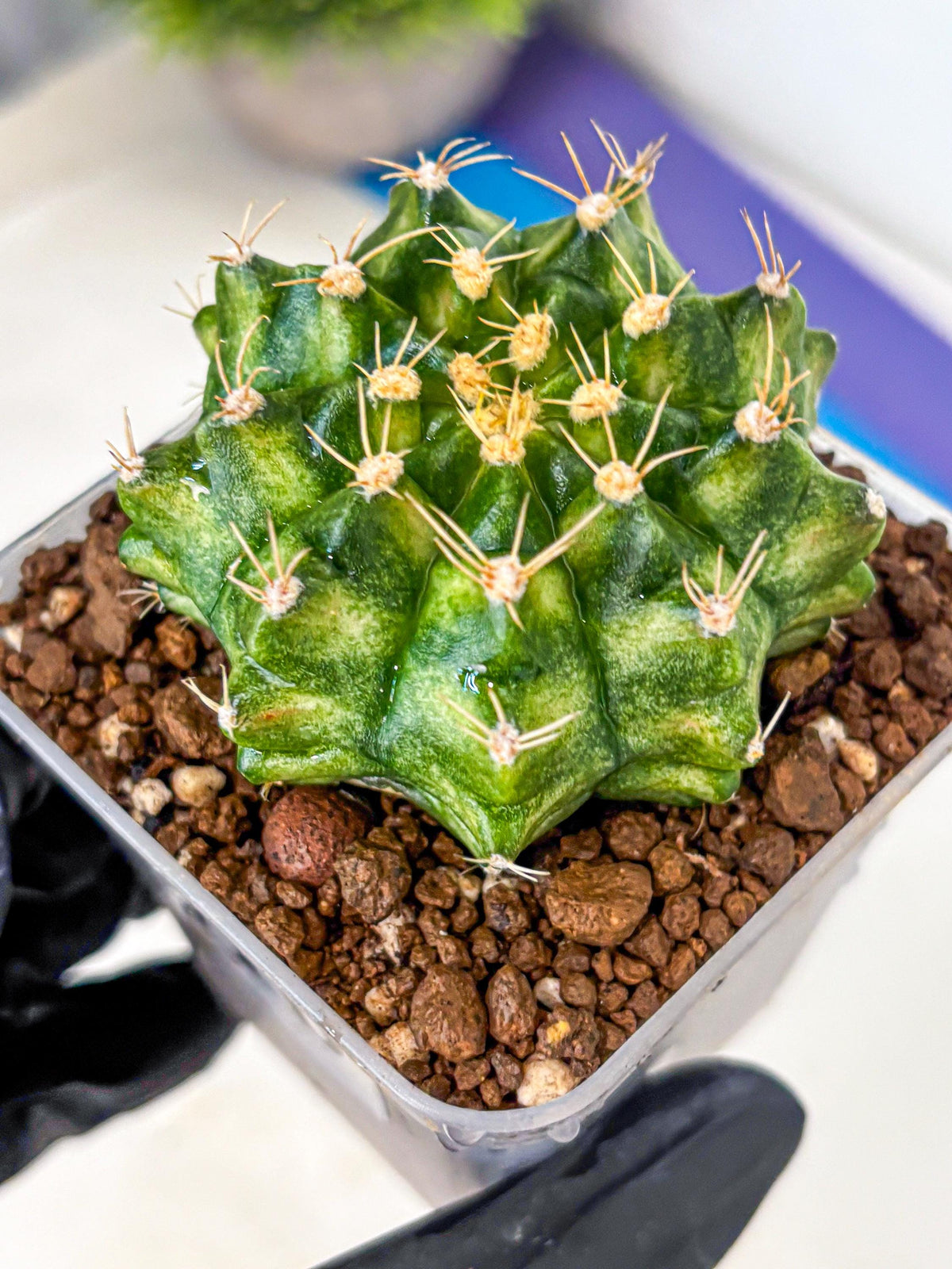 Gymnocalycium T-Lux Neon (gy14) (16) | Collector’s Edition