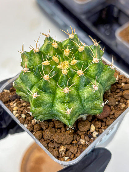 Gymnocalycium T-Lux Neon (gy14) (16) | Collector’s Edition