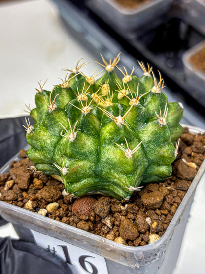 Gymnocalycium T-Lux Neon (gy14) (16) | Collector’s Edition