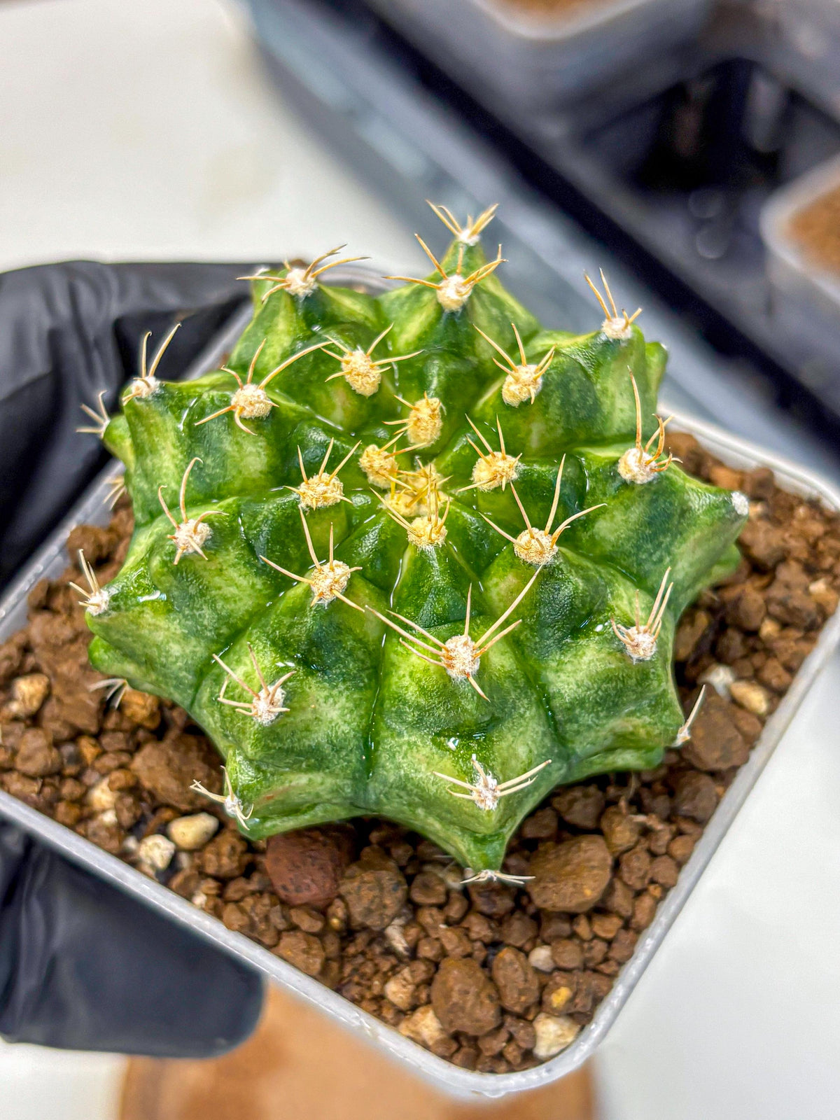 Gymnocalycium T-Lux Neon (gy14) (16) | Collector’s Edition