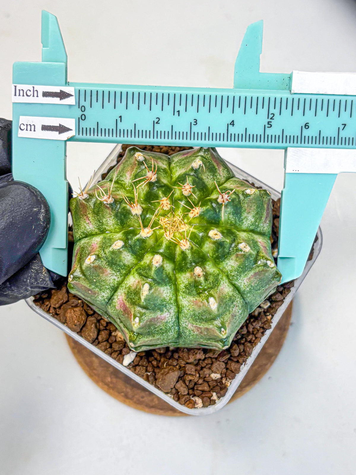 Gymnocalycium T-Lux Neon (gy14) (17) | Collector’s Edition