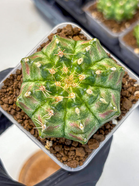 Gymnocalycium T-Lux Neon (gy14) (17) | Collector’s Edition
