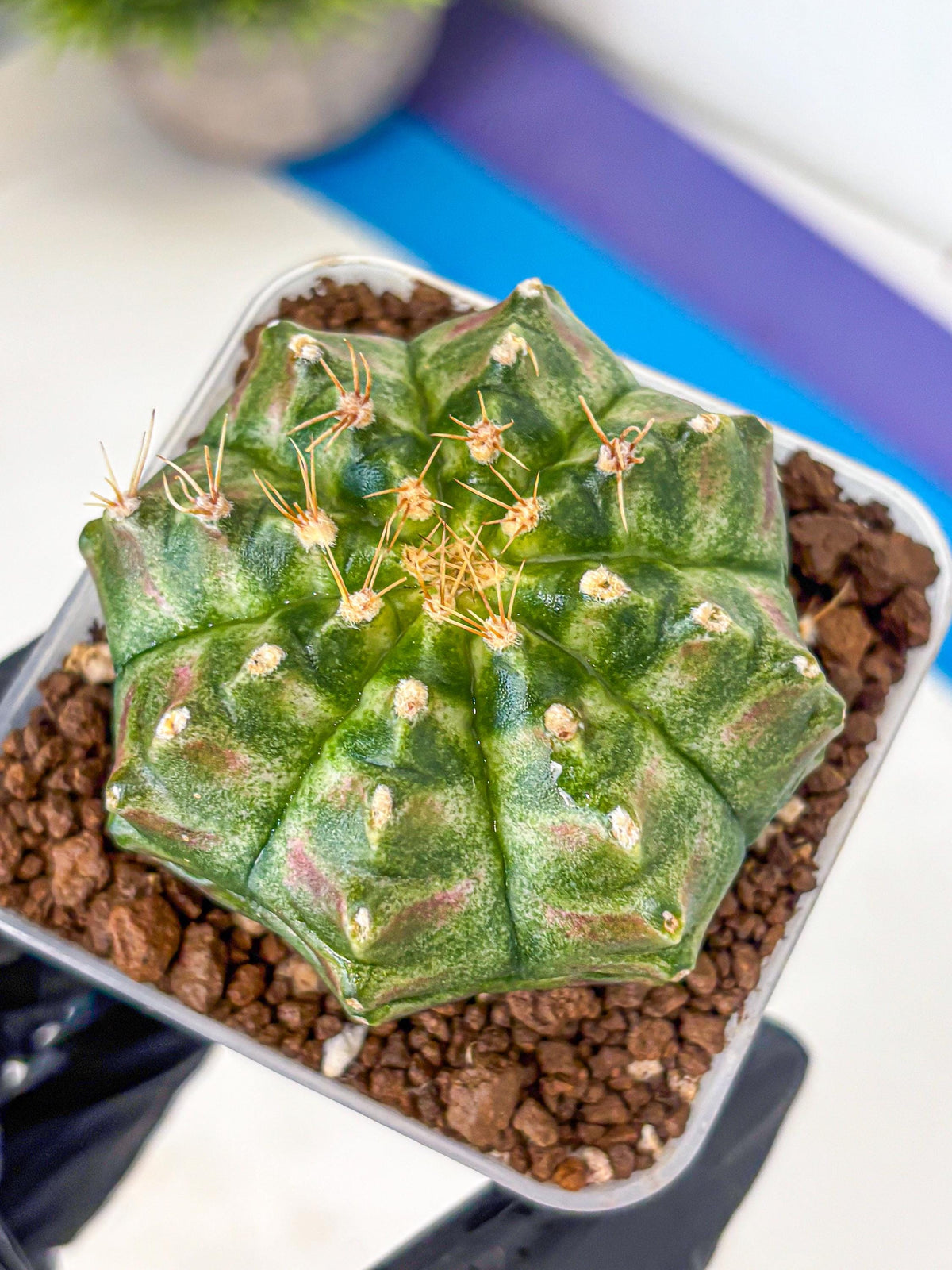 Gymnocalycium T-Lux Neon (gy14) (17) | Collector’s Edition
