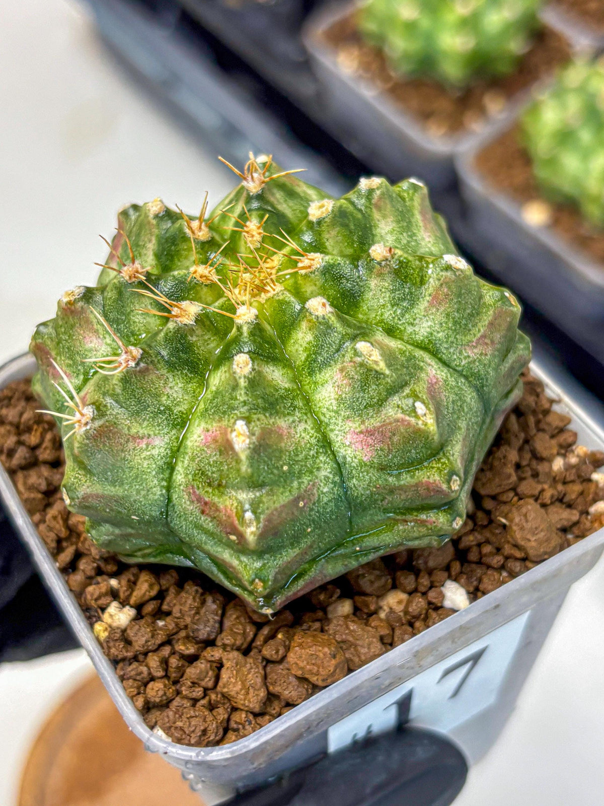 Gymnocalycium T-Lux Neon (gy14) (17) | Collector’s Edition