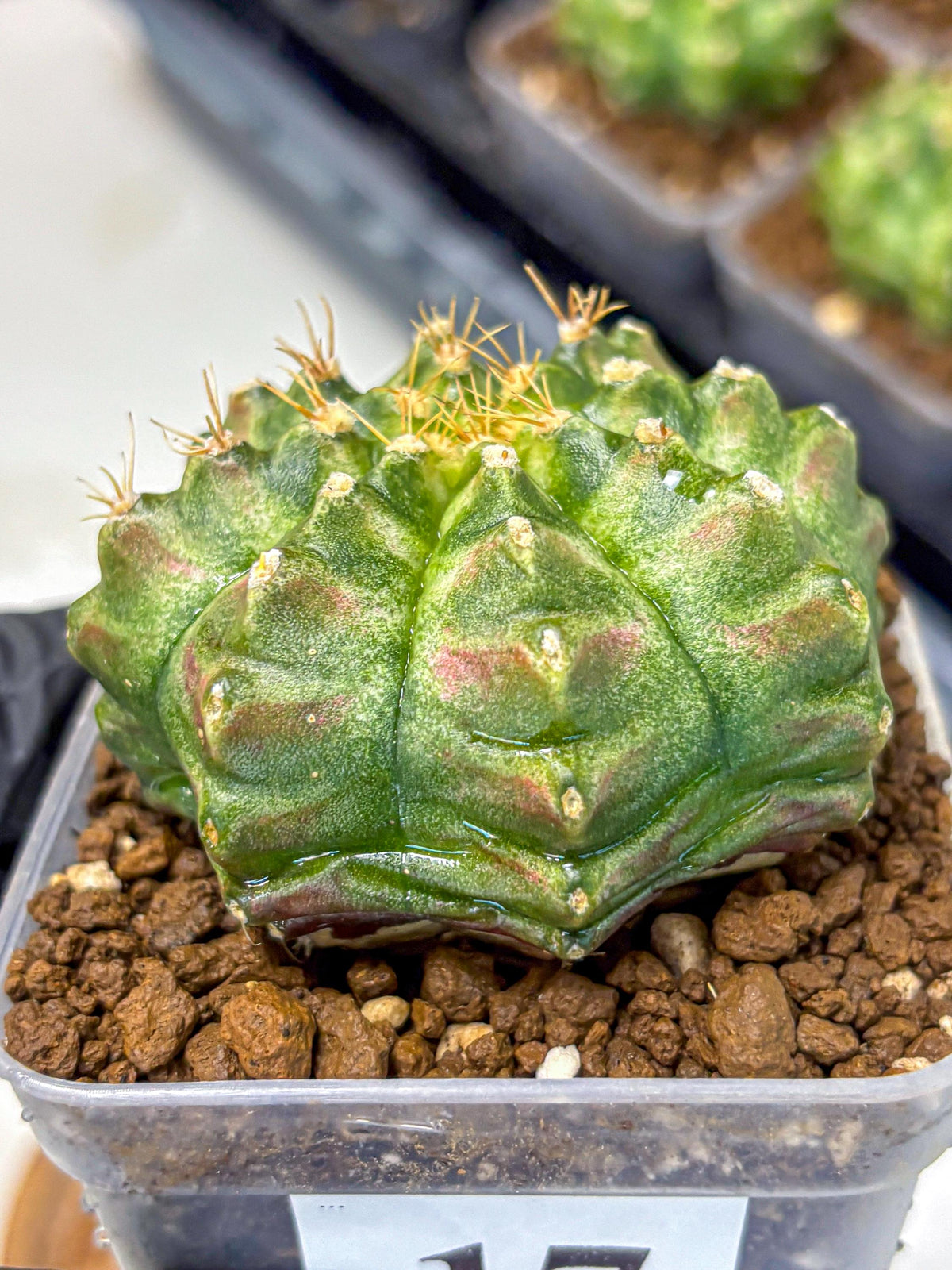 Gymnocalycium T-Lux Neon (gy14) (17) | Collector’s Edition