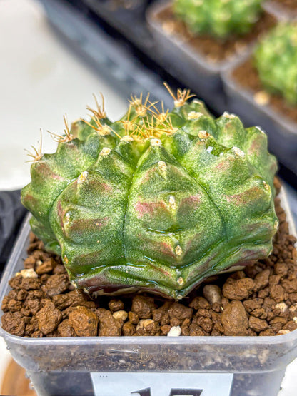 Gymnocalycium T-Lux Neon (gy14) (17) | Collector’s Edition