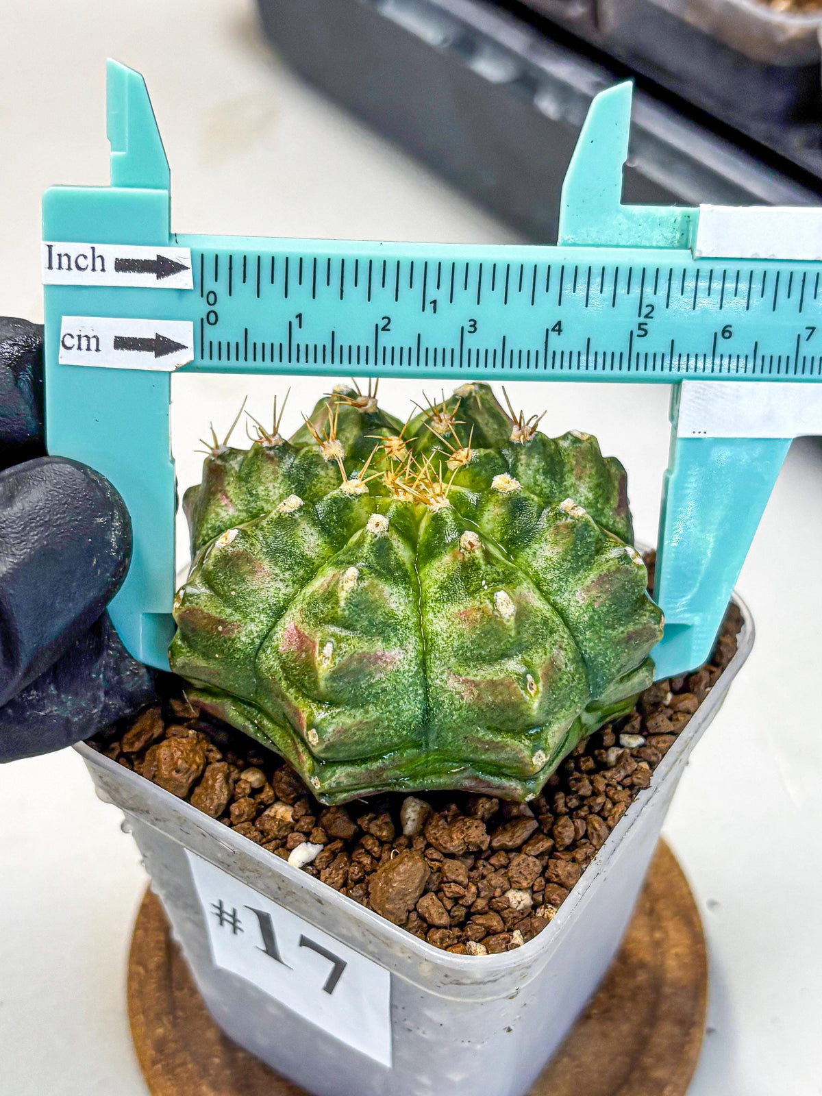 Gymnocalycium T-Lux Neon (gy14) (17) | Collector’s Edition