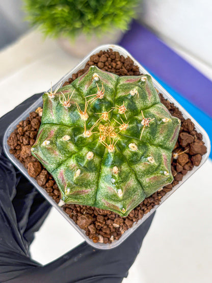 Gymnocalycium T-Lux Neon (gy14) (17) | Collector’s Edition