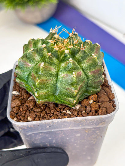 Gymnocalycium T-Lux Neon (gy14) (17) | Collector’s Edition