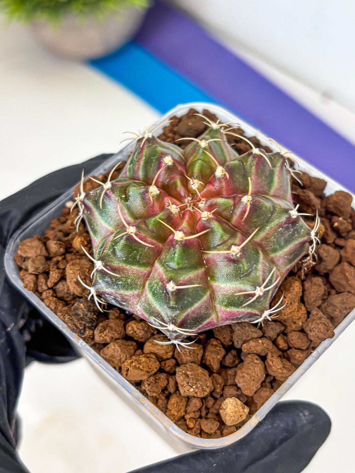 Gymnocalycium Neon (gy16) (1) | Variegated cactus