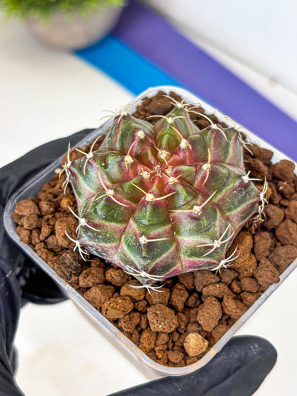 Gymnocalycium Neon (gy16) (1) | Variegated cactus