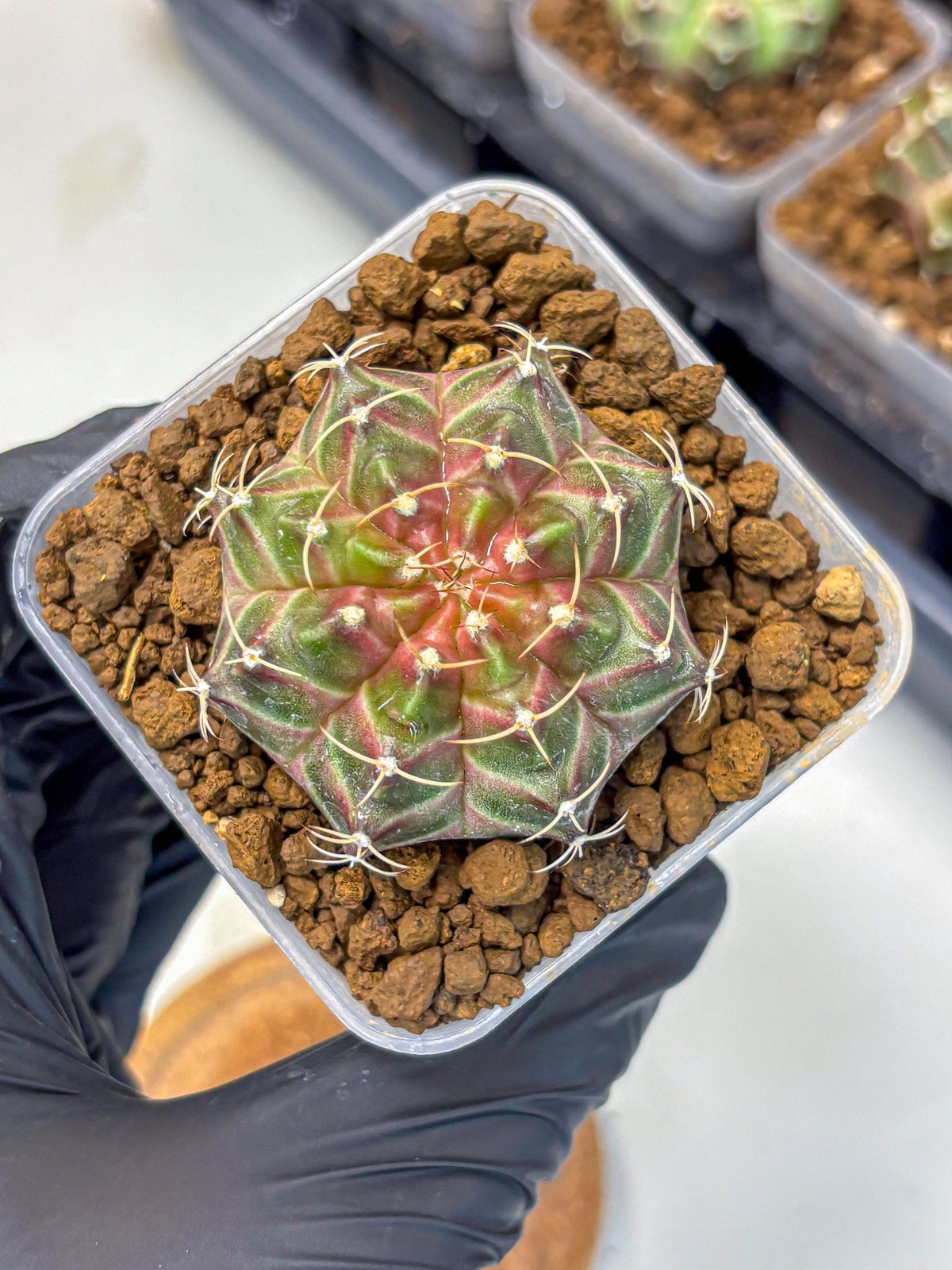 Gymnocalycium Neon (gy16) (1) | Variegated cactus