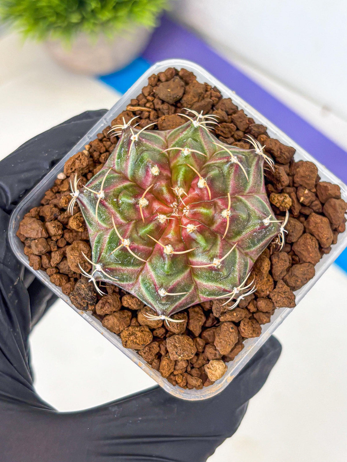 Gymnocalycium Neon (gy16) (1) | Variegated cactus