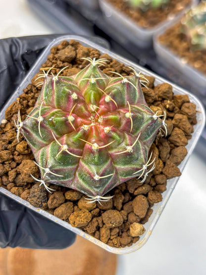 Gymnocalycium Neon (gy16) (1) | Variegated cactus