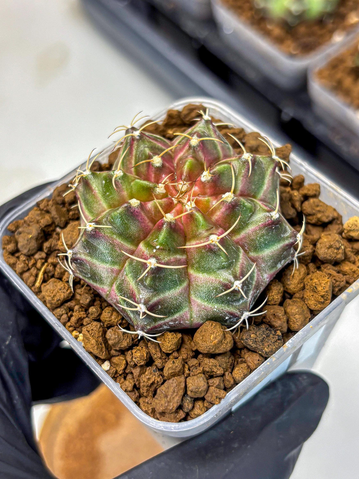 Gymnocalycium Neon (gy16) (1) | Variegated cactus