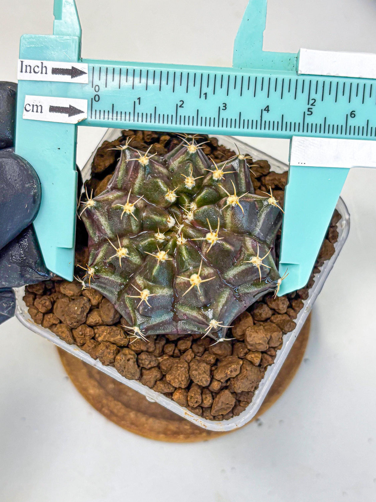 Gymnocalycium Neon (gy16) (2) | Variegated cactus