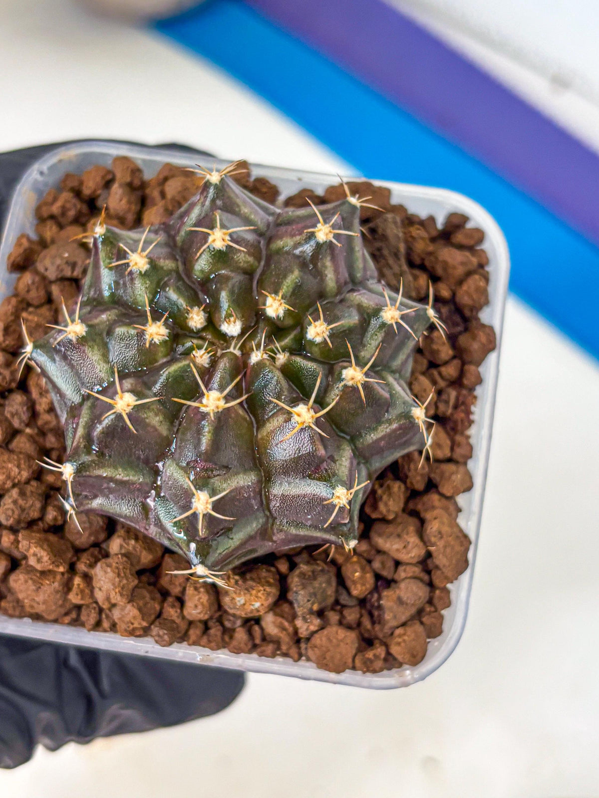 Gymnocalycium Neon (gy16) (2) | Variegated cactus