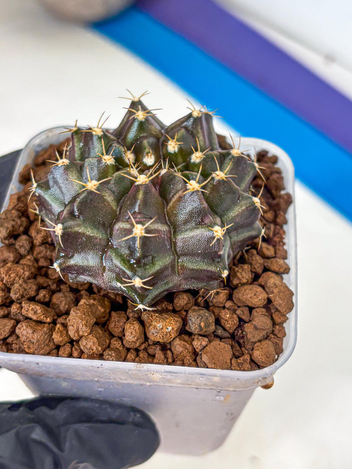 Gymnocalycium Neon (gy16) (2) | Variegated cactus