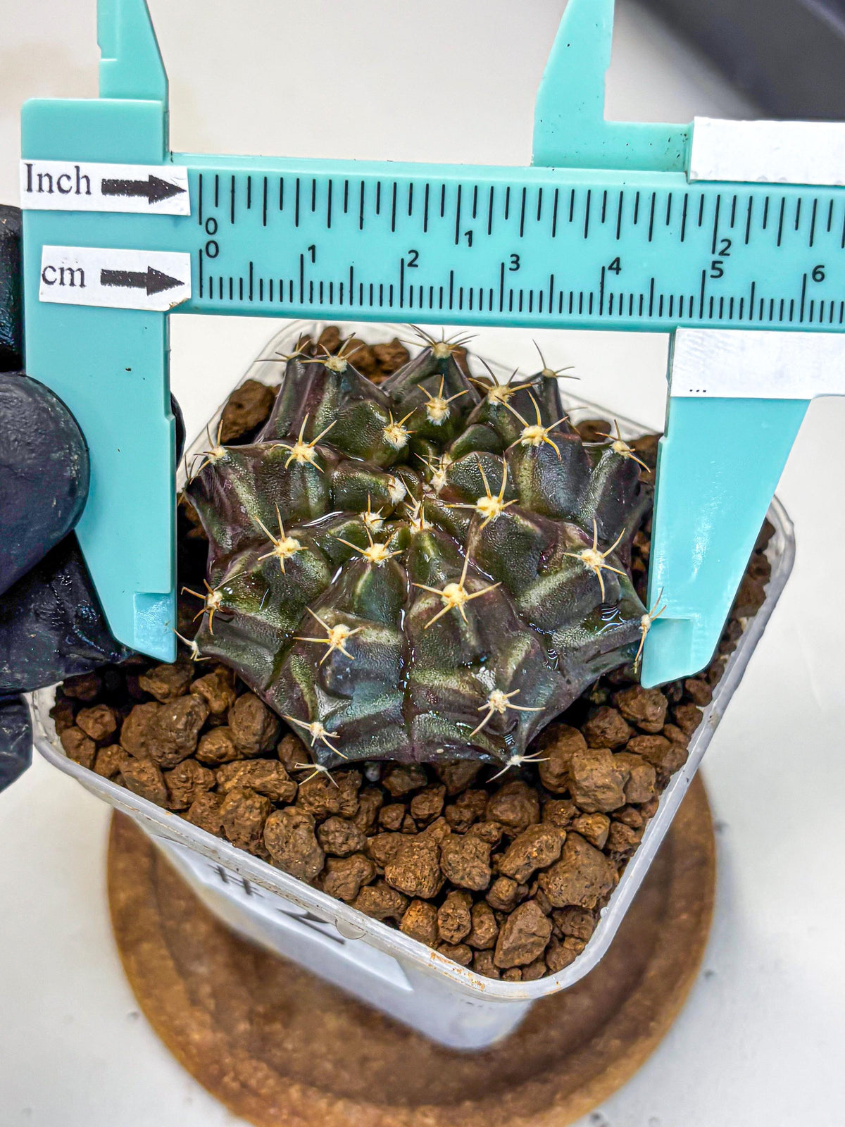 Gymnocalycium Neon (gy16) (2) | Variegated cactus