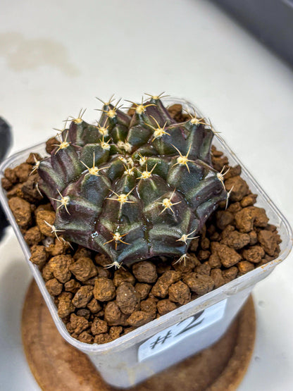 Gymnocalycium Neon (gy16) (2) | Variegated cactus