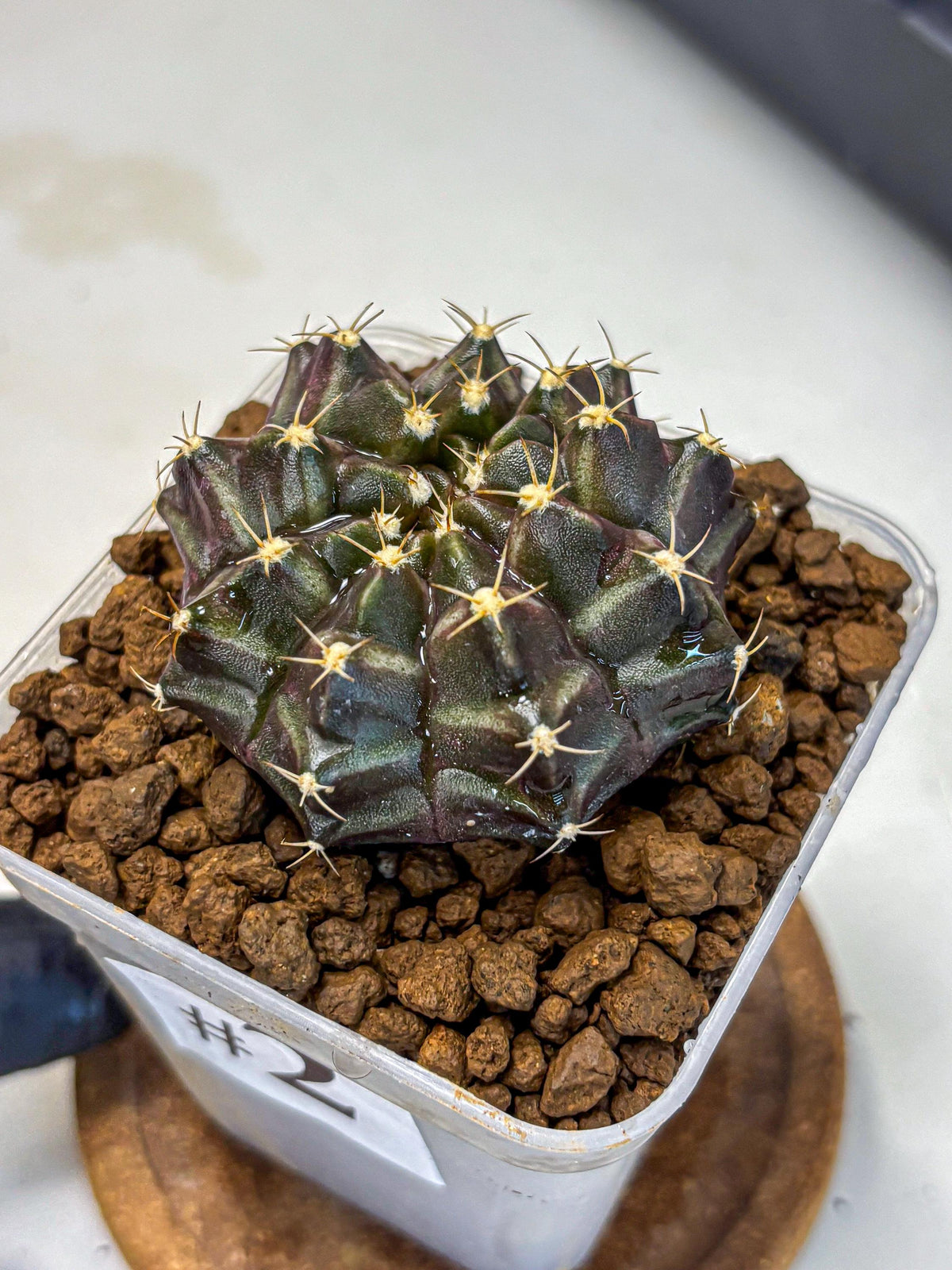 Gymnocalycium Neon (gy16) (2) | Variegated cactus