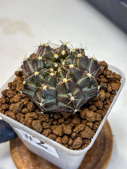 Gymnocalycium Neon (gy16) (2) | Variegated cactus