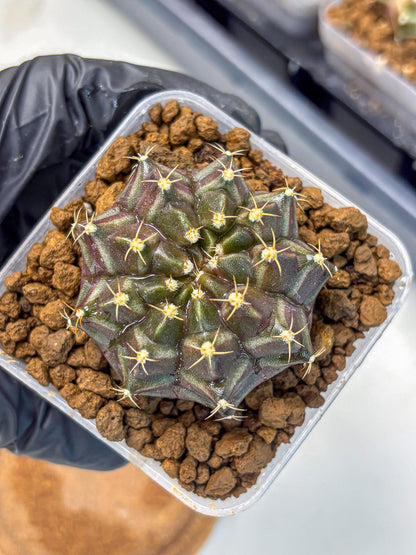 Gymnocalycium Neon (gy16) (2) | Variegated cactus
