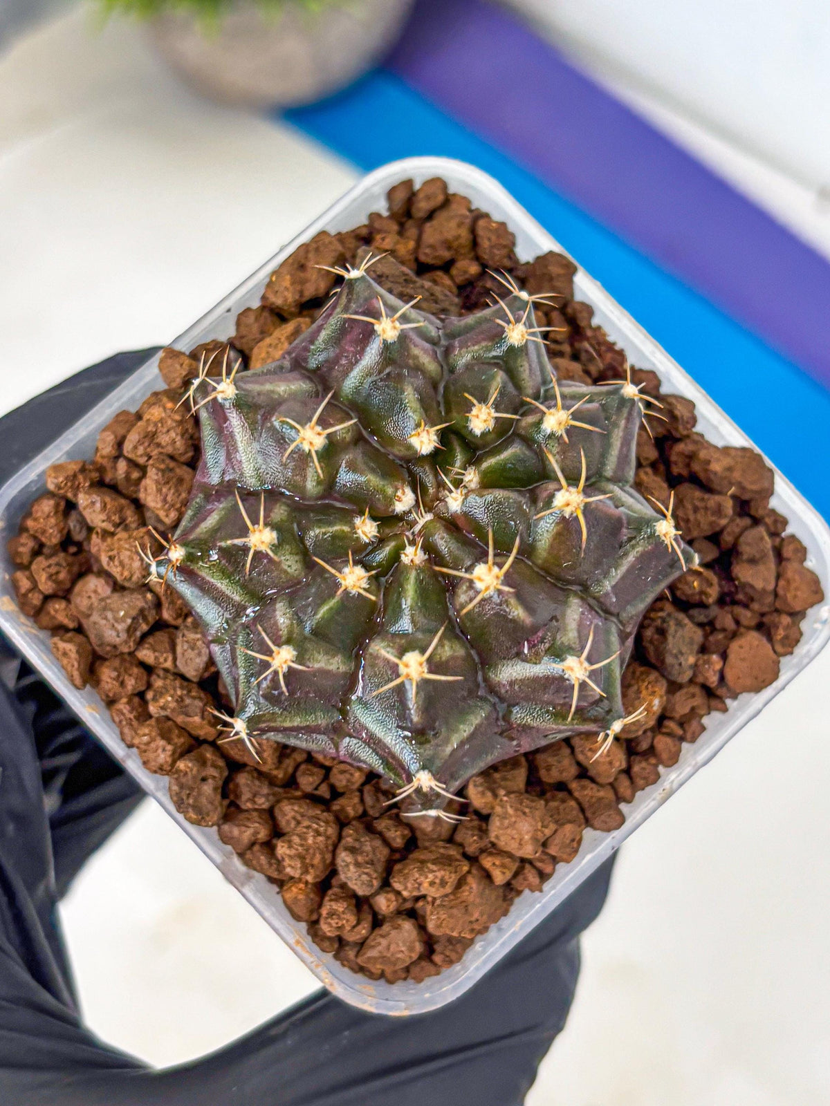 Gymnocalycium Neon (gy16) (2) | Variegated cactus