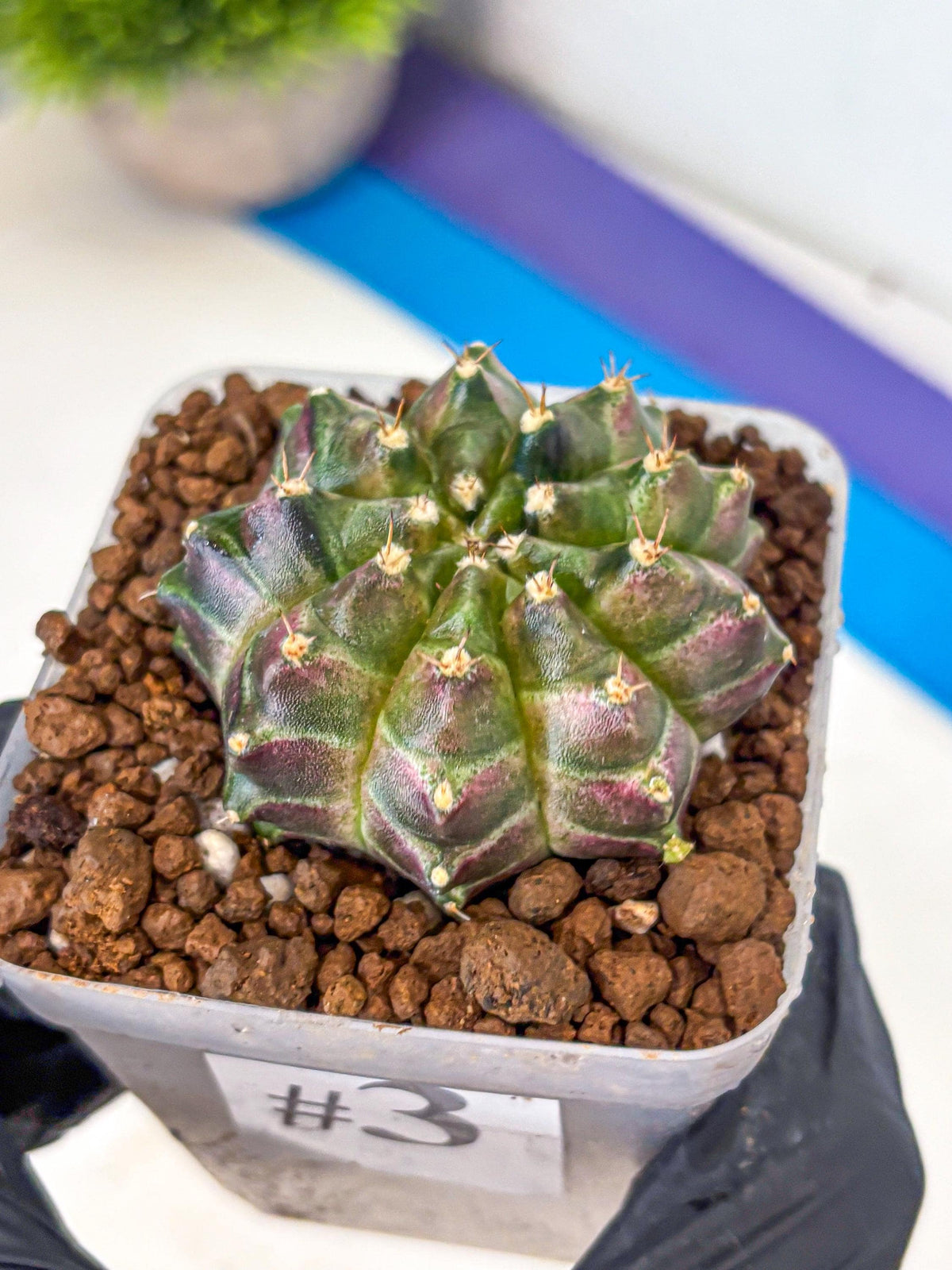 Gymnocalycium Neon (gy16) (3) | Variegated cactus