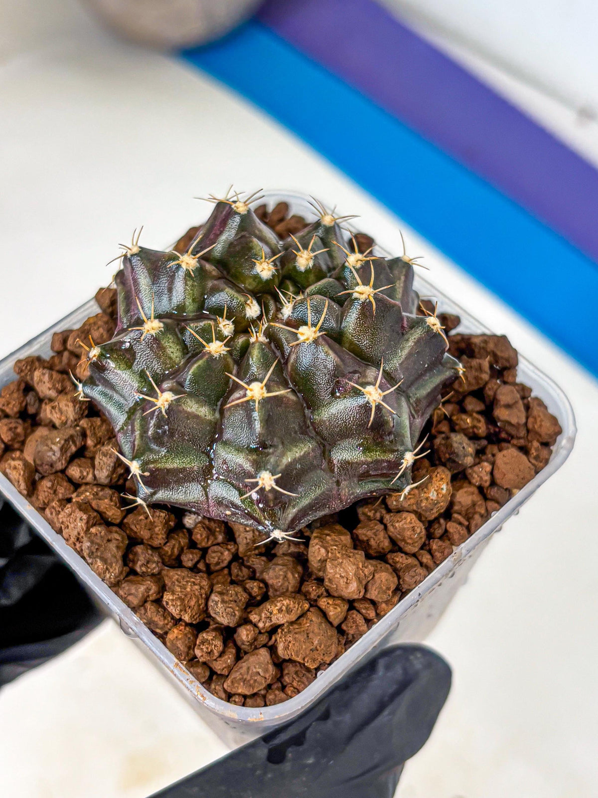 Gymnocalycium Neon (gy16) (2) | Variegated cactus