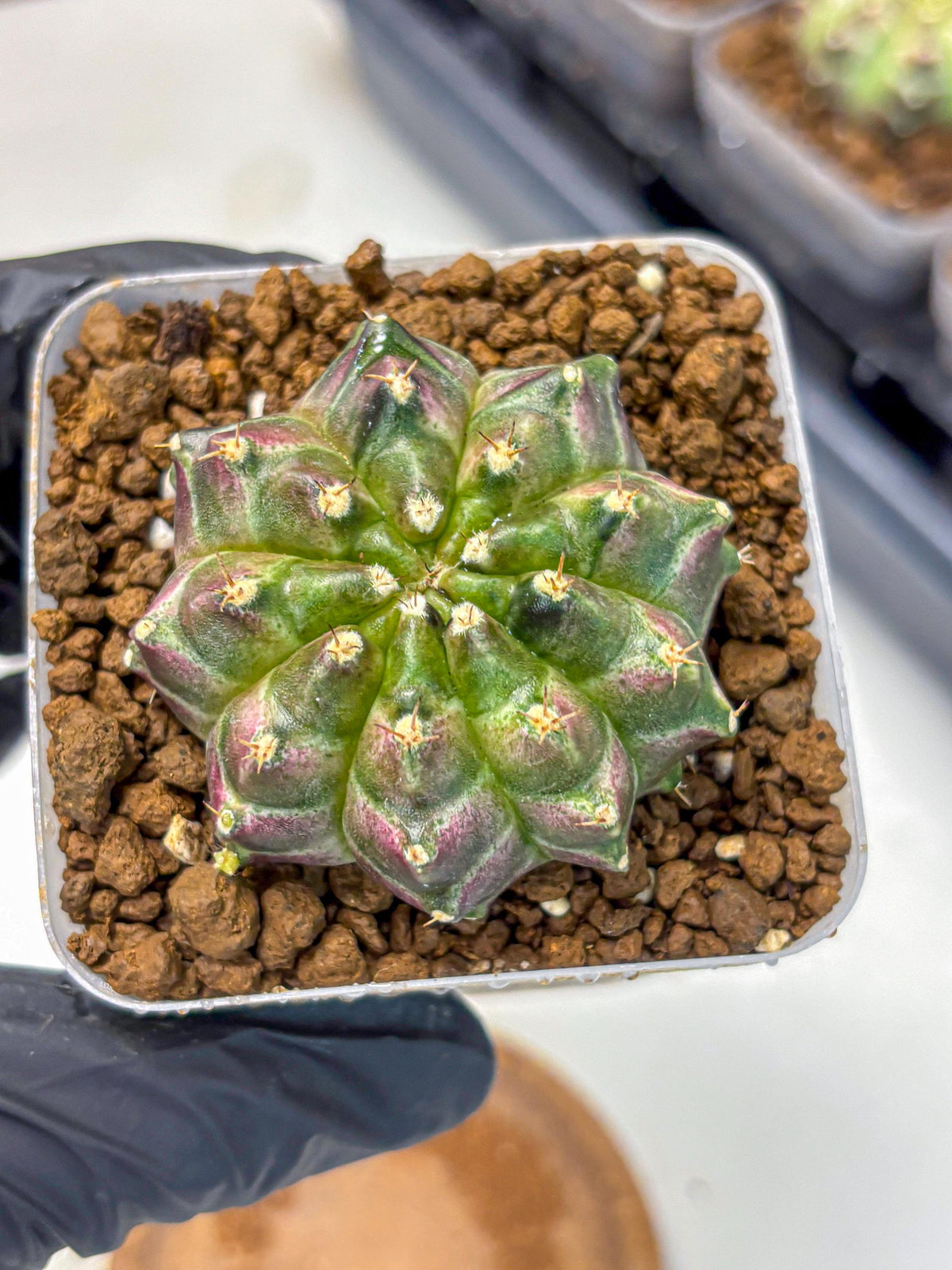 Gymnocalycium Neon (gy16) (3) | Variegated cactus