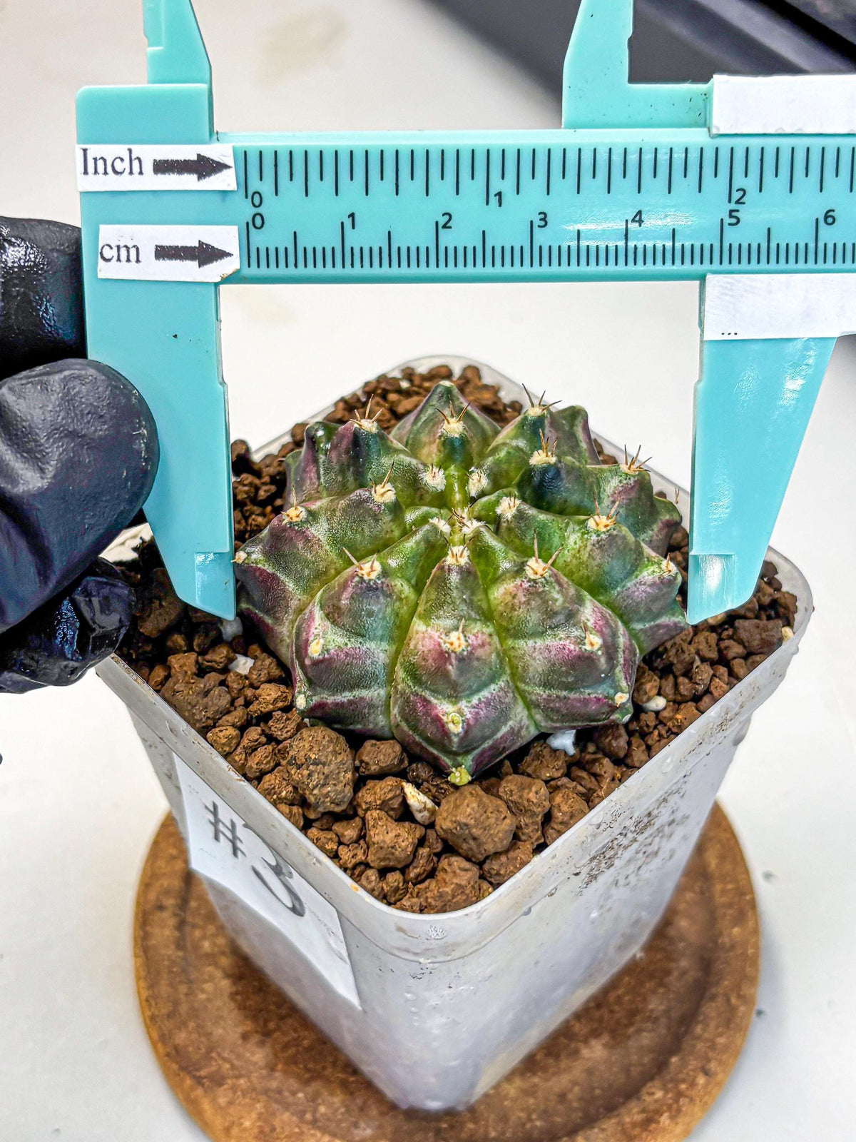 Gymnocalycium Neon (gy16) (3) | Variegated cactus