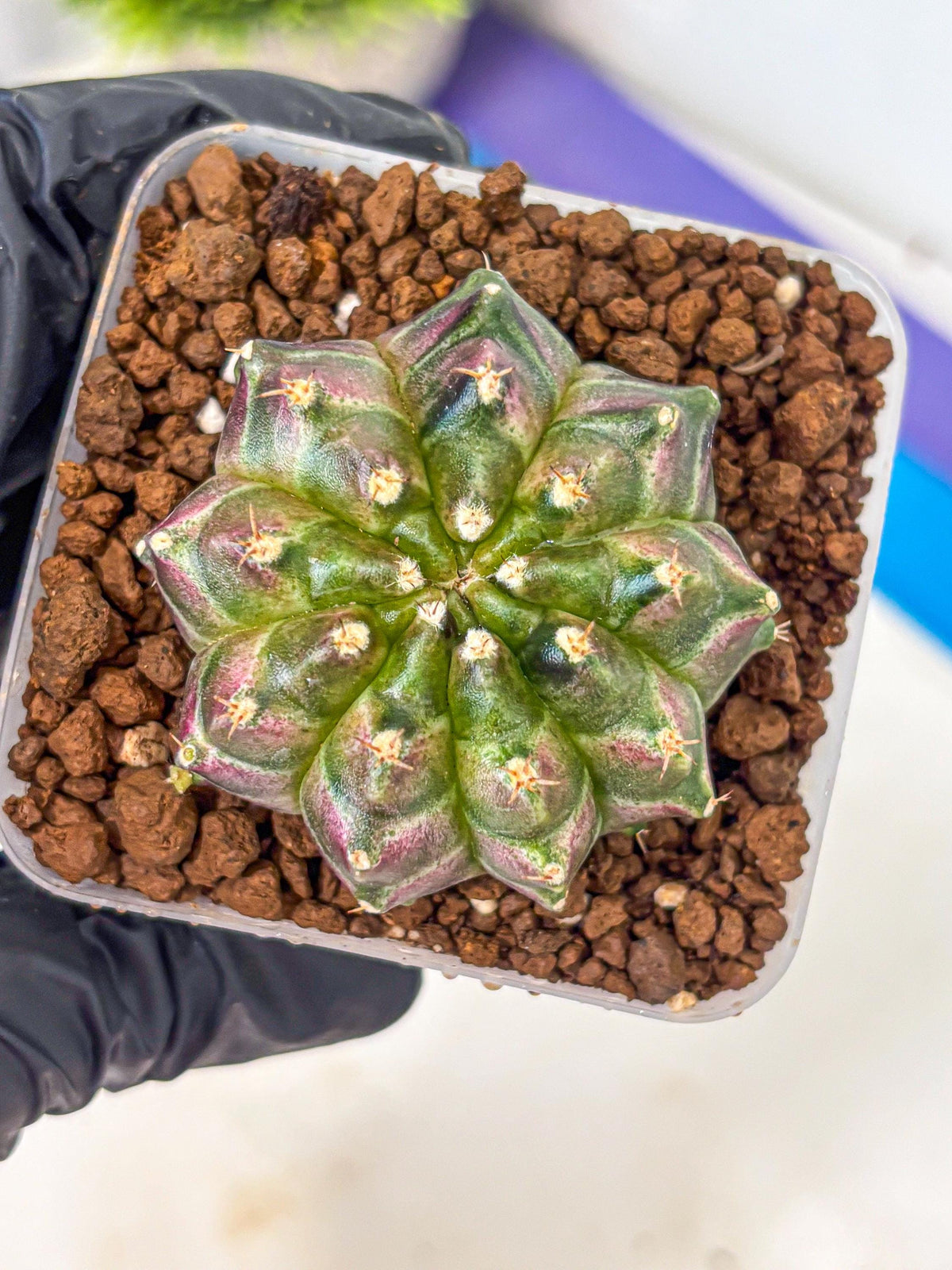 Gymnocalycium Neon (gy16) (3) | Variegated cactus