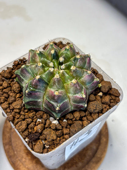 Gymnocalycium Neon (gy16) (3) | Variegated cactus