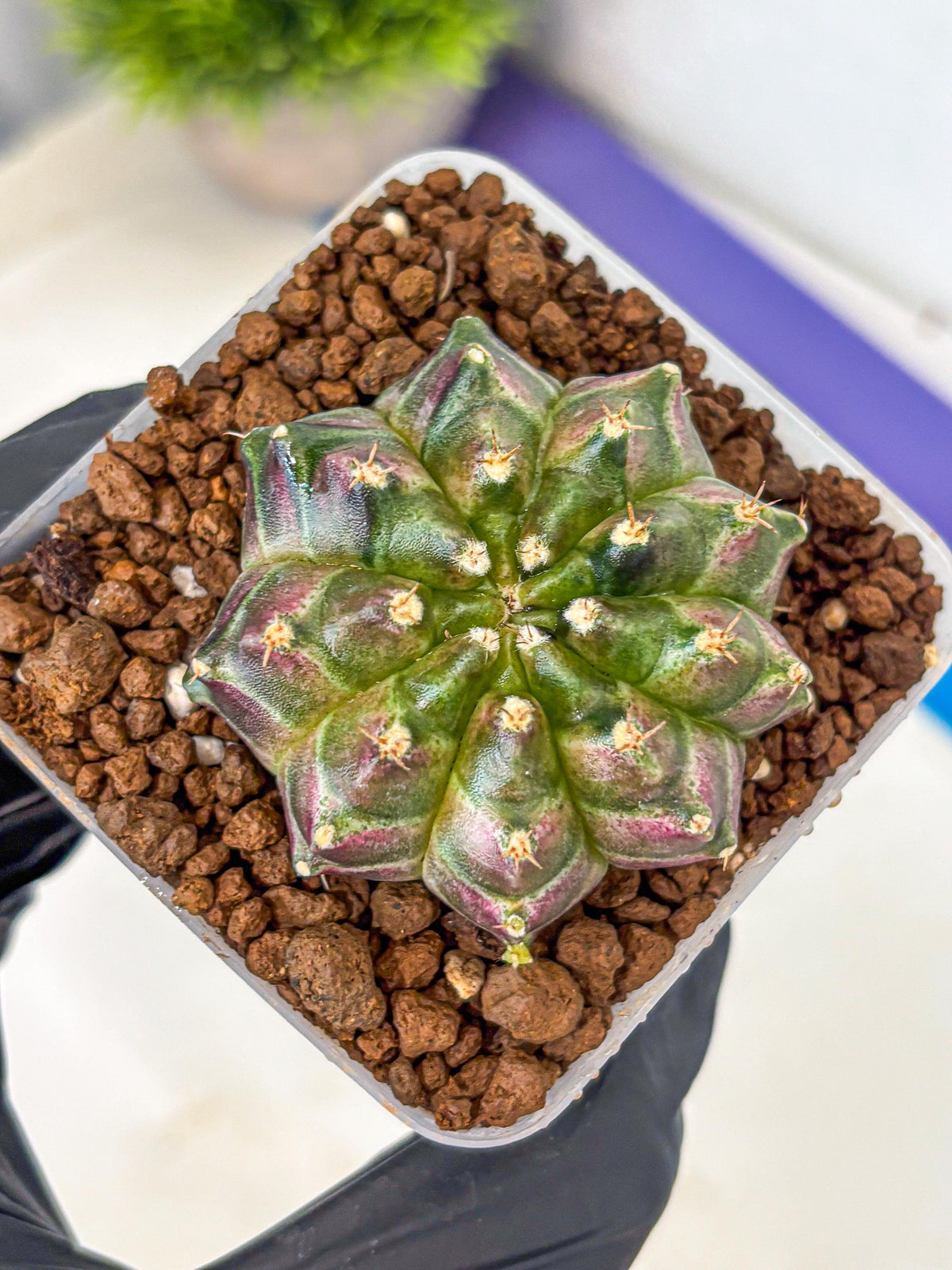 Gymnocalycium Neon (gy16) (3) | Variegated cactus