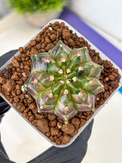 Gymnocalycium Neon (gy16) (3) | Variegated cactus